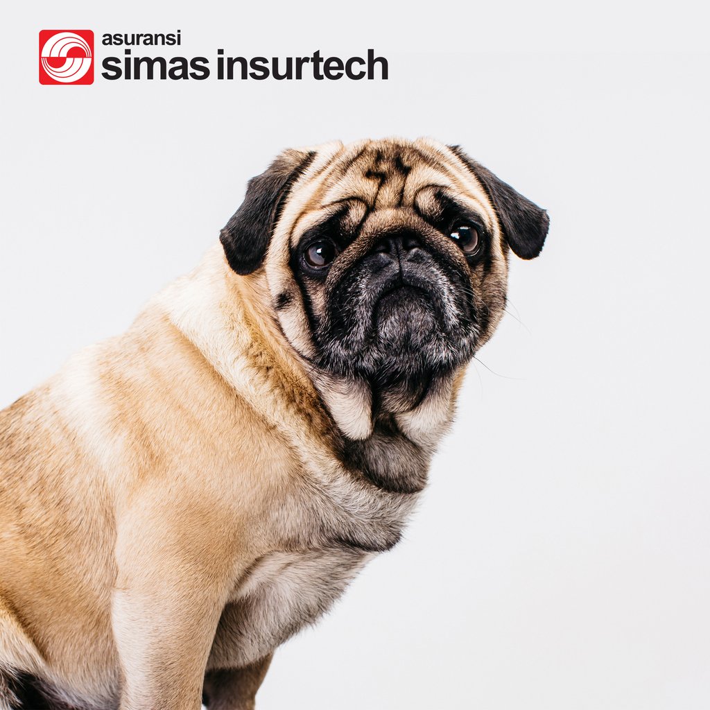simasinsurtech's tweet photo. Sehabat berbulu ini memang yang suka bikin kangen dengan tingkah lucunya dan bikin kamu jadi ingin pulang cepat ke rumah.
Yuk lindungi sahabat bulu mu dengan #petinsurance #simasinsurtech
- -
#simas #insurtech #byebyeworries https://t.co/z9DFXOKLcu