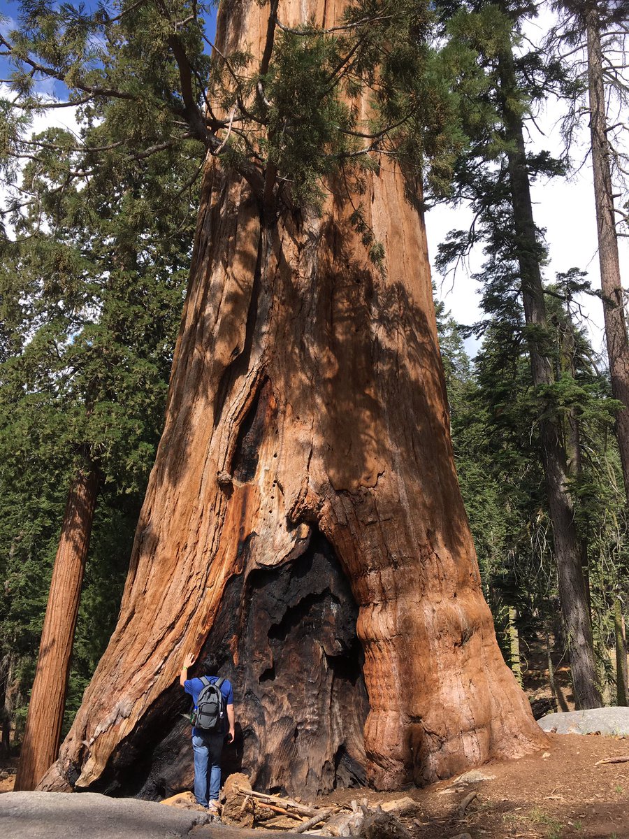 堂々と
炎にも動じない
この姿

今の息子にどうしても見せたかった

#sequoiaNP  #セコイア国立公園 #大自然 #森林浴 #夏休み