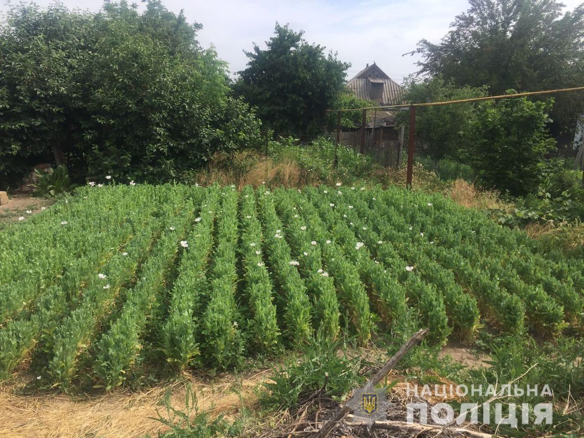 Полицейский дрон зафиксировал плантацию наркотического мака в Херсоне #Херсон #новости news.irr.ua/d/3245C