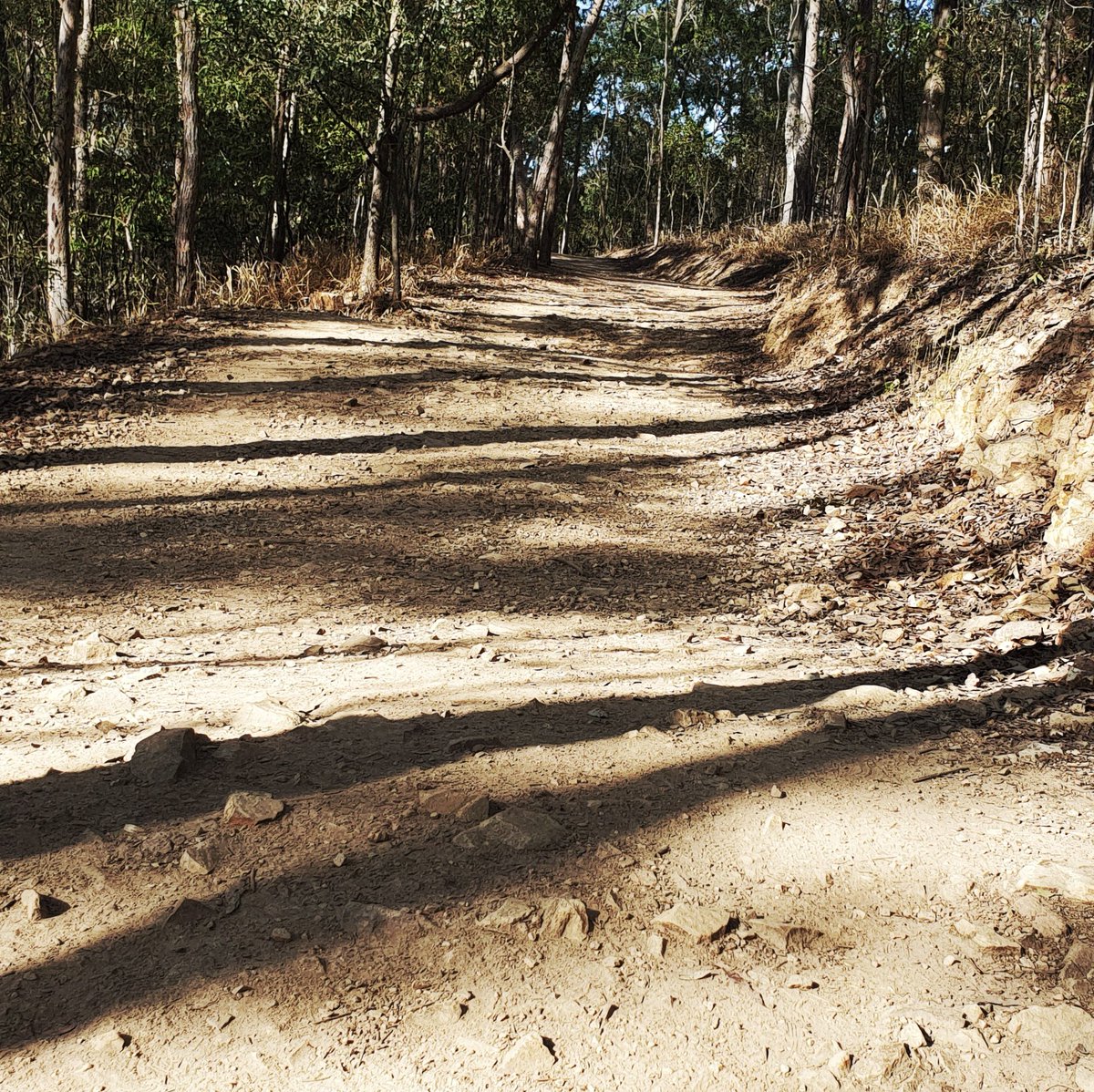 leesawatego's tweet photo. Gave Mahogany Trail on MtCootha a crack today. Didn't make it to the summit, but will go again soon (hopefully before the real heat kicks in). #52Hikes52Weeks #FatAdventurers #FatGirlsHiking #HAES #CountingkmsNOTkgs #TakeAHikeSEQ https://t.co/LuGMZvQqmF