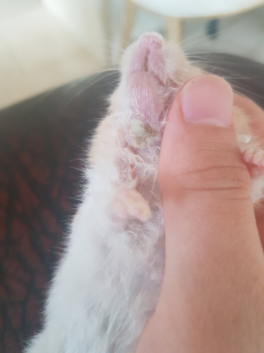 BJ_hamster's tweet photo. ※쬐금 사진주의※
농 짰는데 또 생기네요ㅠㅠ 이빨써서 먹는 사료줘서 그런가보다.. 당분간 딱딱한 사료 금지...ㅜㅜ  이유식 종류별로 번갈아가면서 줘야겟어용 https://t.co/Y3E4ZWjBXk
