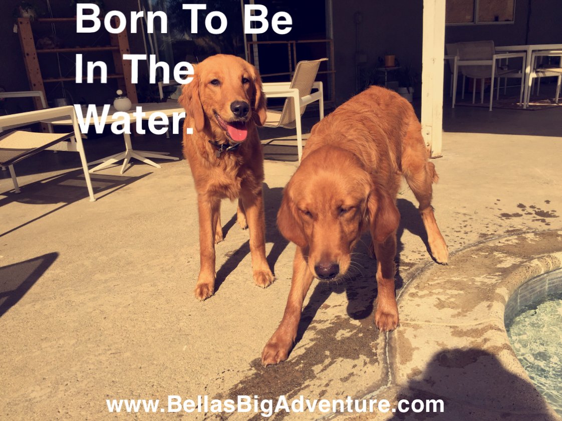 myfriend_bella's tweet photo. My sister Lola and I love being in the water!

#dog #dogs #GoldenRetriever #swimming https://t.co/dhnyMnRKXf