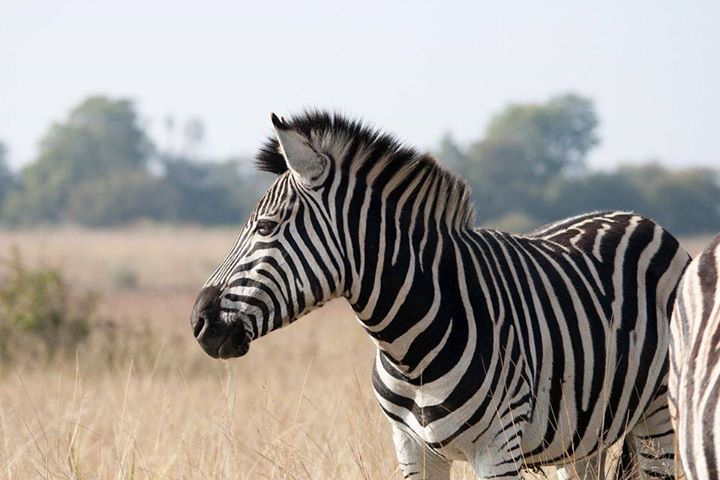 AnimalFunnyfac's tweet photo. New Post: Zebra Fact: Some Interesting Things That Might Surprise You https://t.co/TSsY6sRlSn https://t.co/KAa7BeC3aB