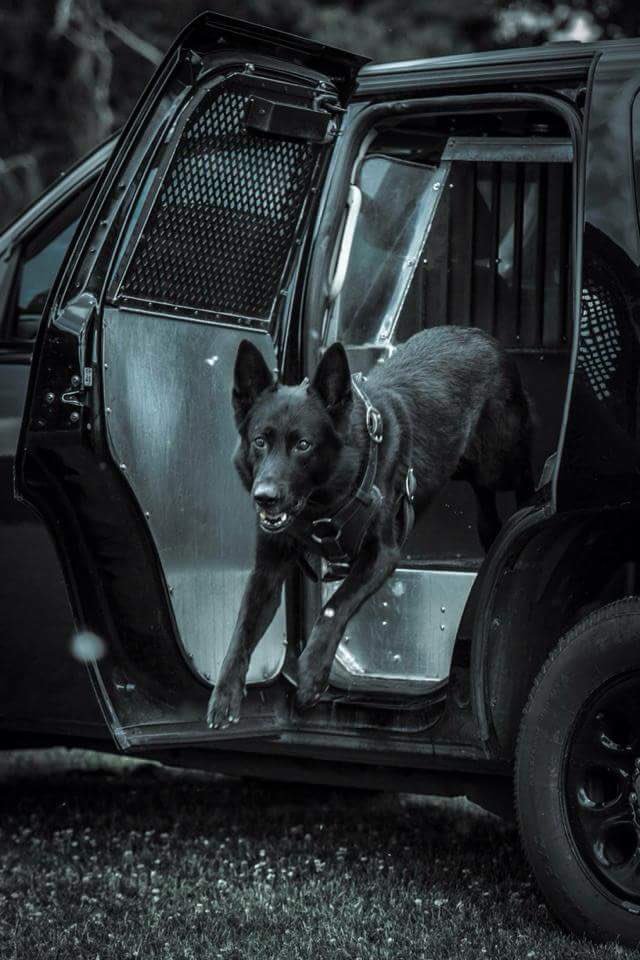 VPDCanine's tweet photo. Today we said goodbye to a retired hero. PSD Koal 0790 crossed the rainbow 🌈 bridge tonight. PSD Koal served #VPDCanineUnit from 2009 to 2016 and lived the rest of his golden retirement years with his handler. #hero #rip #cancersucks https://t.co/1ZiszT22HQ