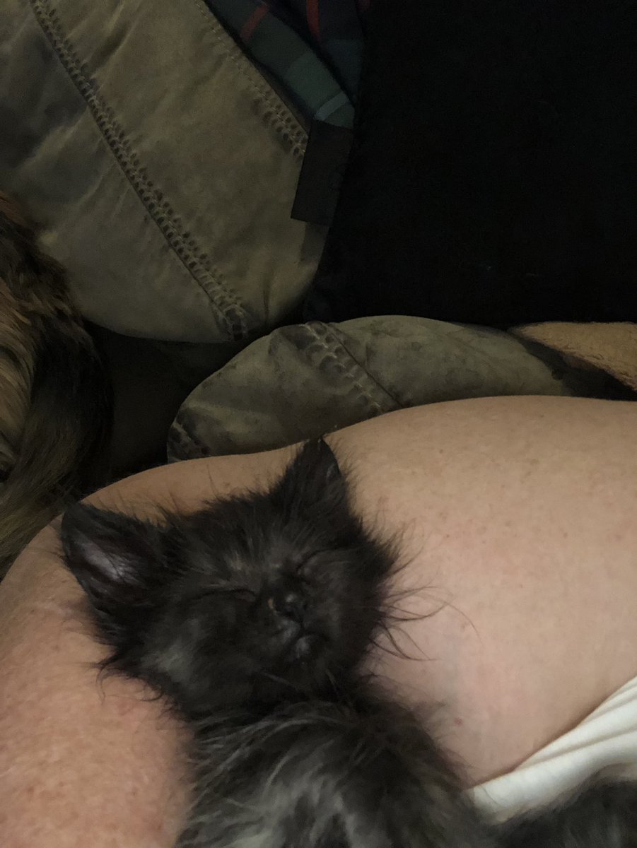 Kitten_LittleMs's tweet photo. Someone is having a good sleep. https://t.co/z7B6DUn4ab