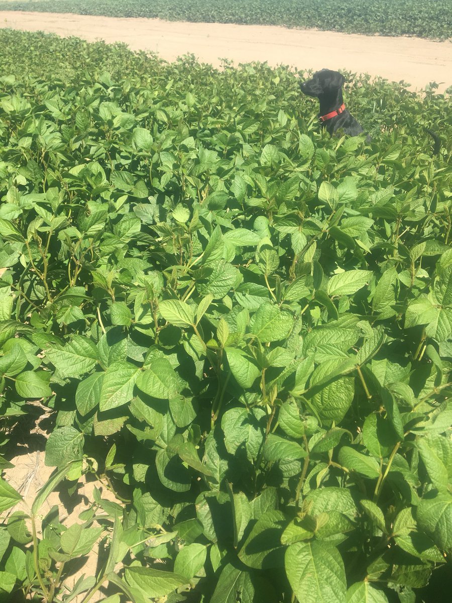 MackBrummelhuis's tweet photo. These Prograin Maxus soybeans are really enjoying this late July heat!! So excited to see how it runs! #abag @BrummelhuisSeed https://t.co/vYoheq471w
