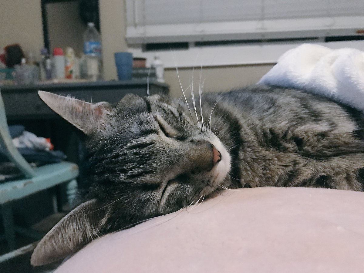 ToriHalley's tweet photo. Some hazel baby updates😻 https://t.co/G1QoOuYccn