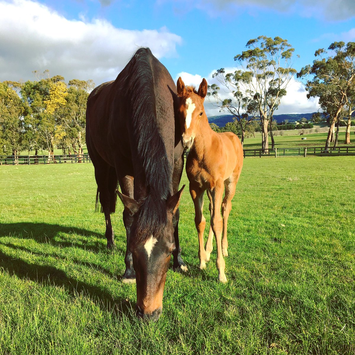 JessicaMTillett's tweet photo. What a thrill to see our girl PARMIE win at Caulfield. Having followed her before she was even conceived (and naming her upon birth), today was very special! 💕 https://t.co/IrVH5atrQn