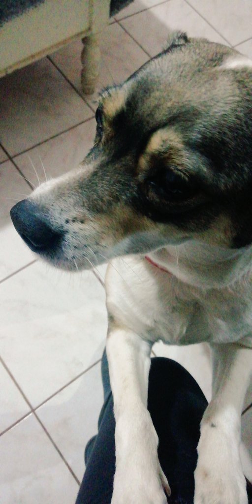 Kathi_MB's tweet photo. Cosita rica y esponjosita 😍, nada mejor para este frío de locos 🤪🌬️ https://t.co/bMPAgFZINW