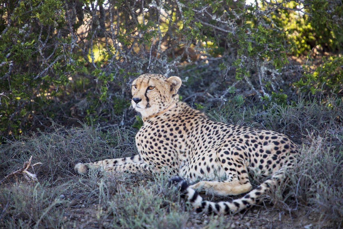KuzukoLodge's tweet photo. Life is too short to say no to new experiences! If you've never seen an ellie in the wild bushveld, met the famous Sylvester for yourself, or admired the beautiful Jasmin first-hand, we can help fix that with the click of your mouse button: https://t.co/ybcSXL8CZP. 📸: @ShaynePix https://t.co/RAAj3CXjRk