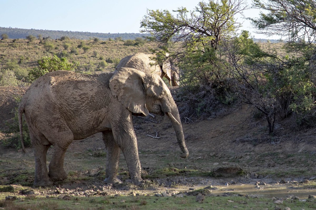 KuzukoLodge's tweet photo. Life is too short to say no to new experiences! If you've never seen an ellie in the wild bushveld, met the famous Sylvester for yourself, or admired the beautiful Jasmin first-hand, we can help fix that with the click of your mouse button: https://t.co/ybcSXL8CZP. 📸: @ShaynePix https://t.co/RAAj3CXjRk