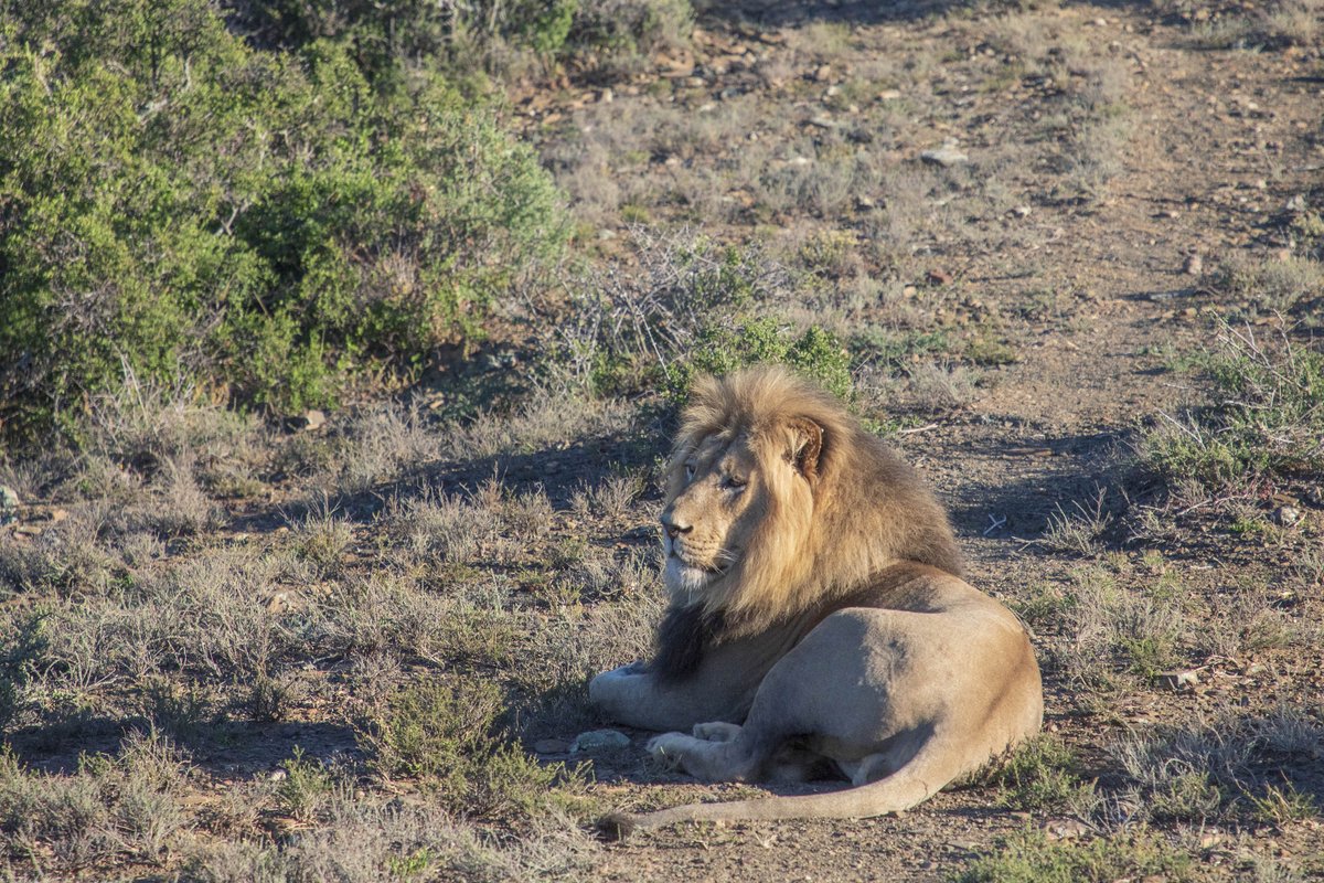 KuzukoLodge's tweet photo. Life is too short to say no to new experiences! If you've never seen an ellie in the wild bushveld, met the famous Sylvester for yourself, or admired the beautiful Jasmin first-hand, we can help fix that with the click of your mouse button: https://t.co/ybcSXL8CZP. 📸: @ShaynePix https://t.co/RAAj3CXjRk