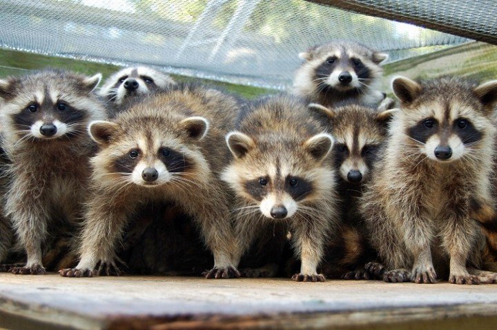 anarcharaccoon's tweet photo. Antifacist Fighting Club https://t.co/Ohg0cnOr97