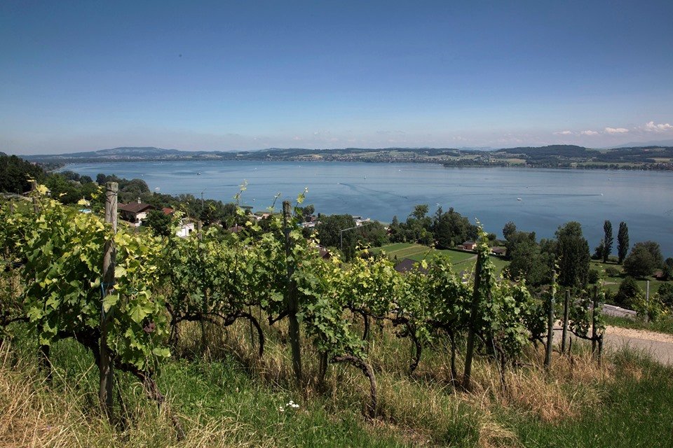 Unique vignoble AOC intercantonal de Suisse, situé au bord du lac de Morat, le Vully est un joyau à découvrir. 
Retrouvez toutes les informations sur la balade oenotouristique du Vully sur: myvaud.ch