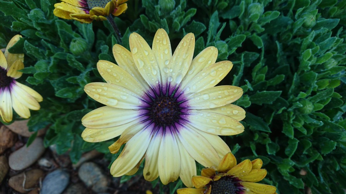 SarahKMai's tweet photo. Winter beauties #sjedadirri https://t.co/givpjohe9G