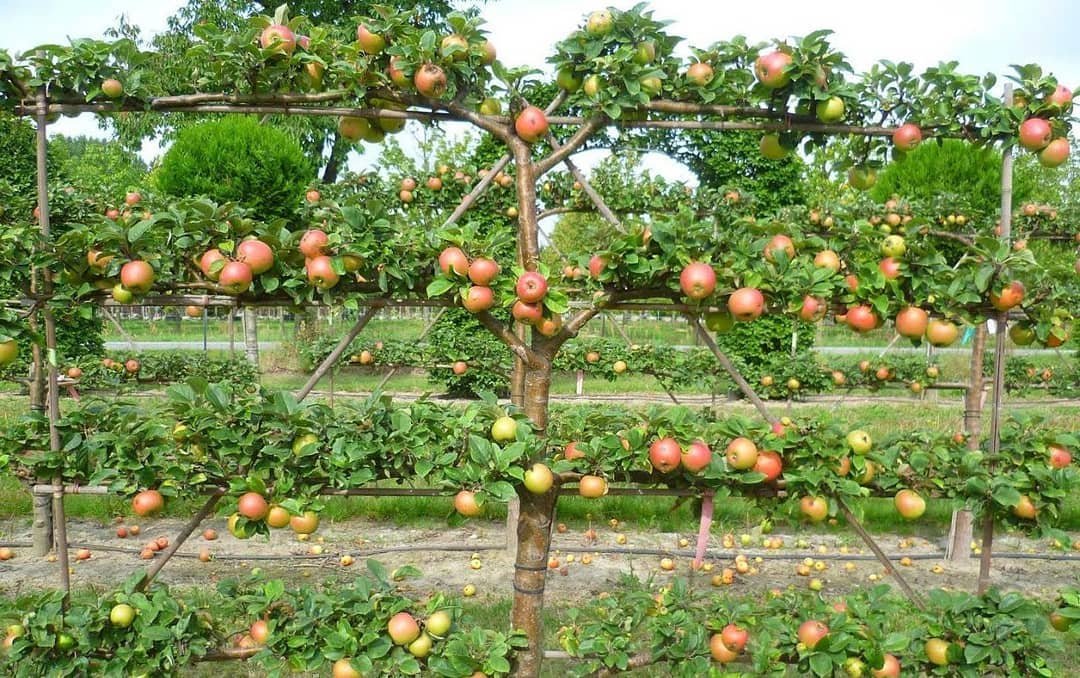 выращивание плодовых деревьев на шпалере