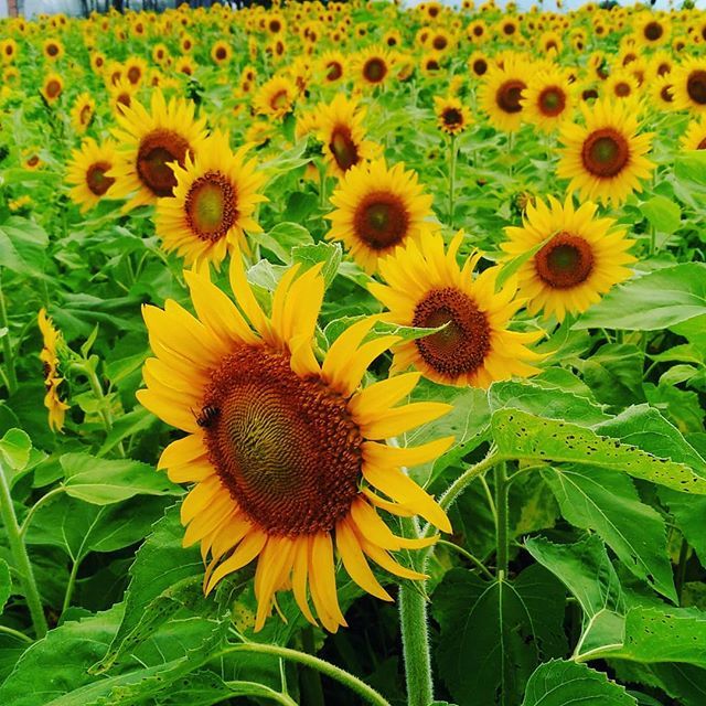 Tomi ひまわり畑 を発見 梅雨が明けて暑くなりました ひまわり 向日葵 北栄町 鳥取県 Japan T Co 8hnhhzz2jw Tomi ひまわり畑 を発見 梅雨が明けて暑くなりました ひまわり 向日葵 北栄町 鳥取県 Japan T Co 8hnhhzz2jw