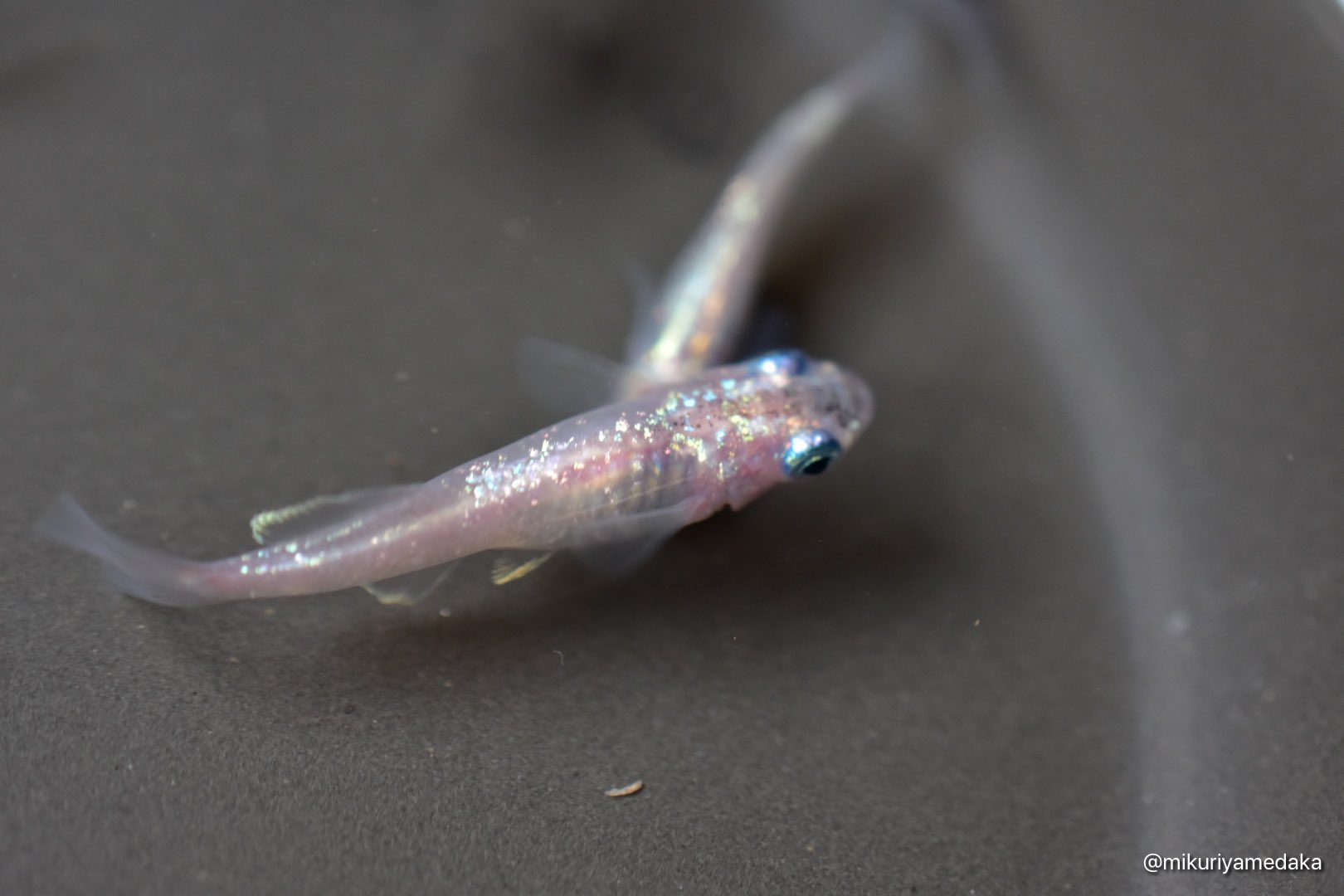 みくりや A Twitter スーパー魔王改の雄と虹鱗桜華の雌での交配でも 確実ではないですが虹鱗桜華が出ます めだか メダカ メダ活