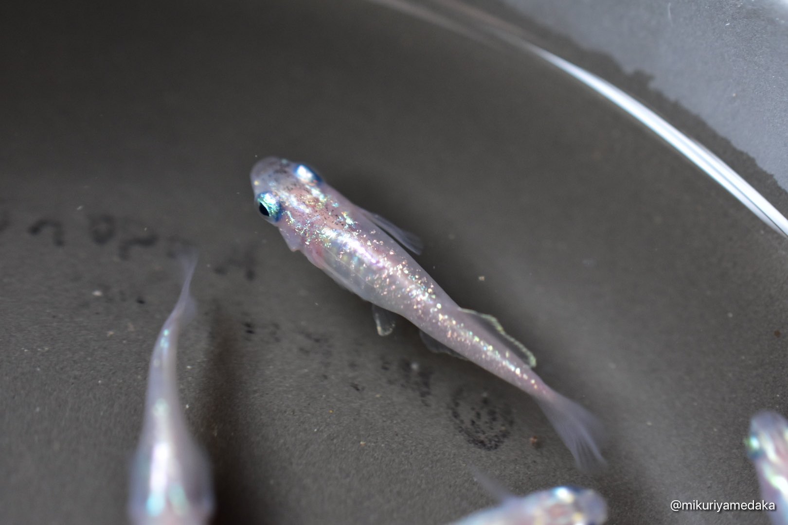 みくりや スーパー魔王改の雄と虹鱗桜華の雌での交配でも 確実ではないですが虹鱗桜華が出ます めだか メダカ メダ活 T Co V2ouluwcgf Twitter