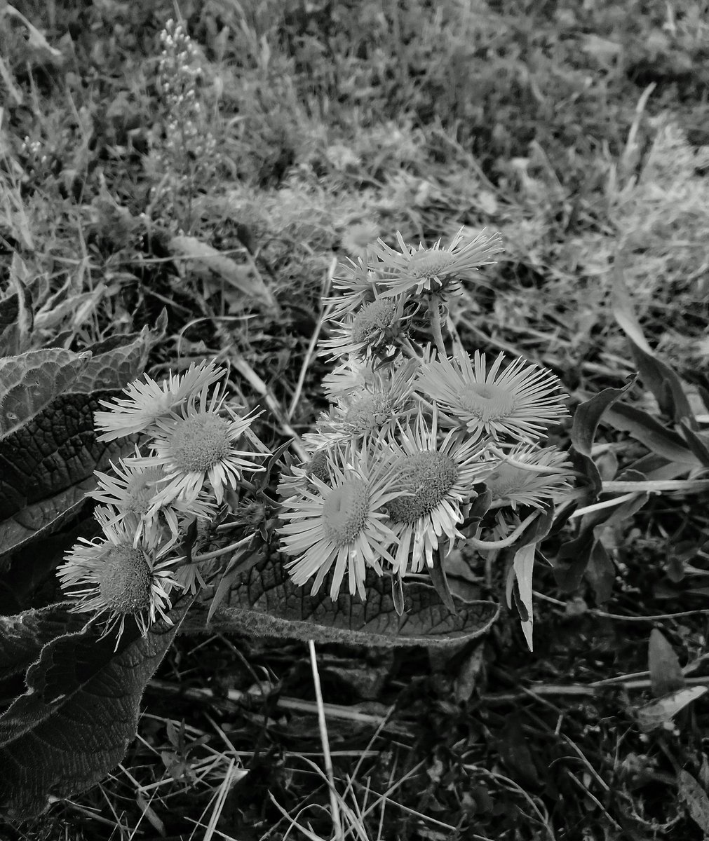 sardroid's tweet image. Polne kwiaty #myphone #pocketpro #filtr @myPhoneMobile