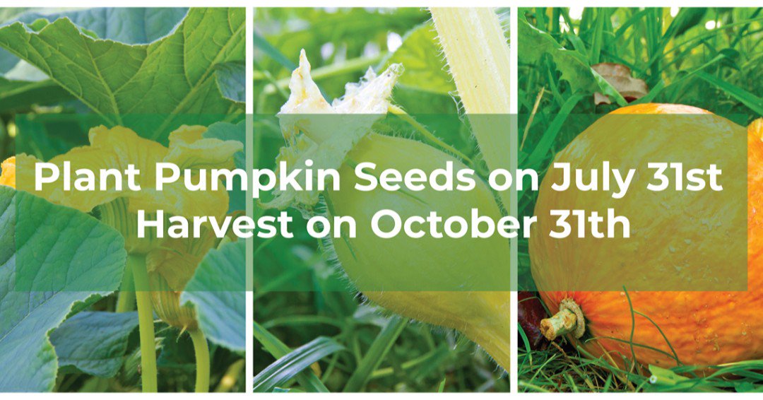 Did you know that there is still time to plant your pumpkins for halloween harvest?  sandiegoseedcompany.com/?s=pumpkin
#pumpkin #gardencalendar #successionplanting #halloween #plantnow