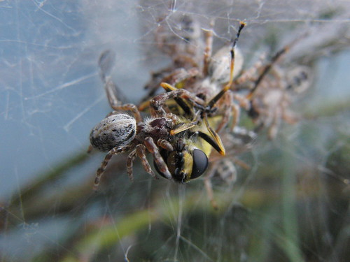 Certaines araignées, comme les Eresus (photo 1) tolèrent d'avoir leur nid proche d'autres nids, mais d'autres comme les Stegodyphus sarasinorum (photo 2) sont carrément pseudo sociales et partagent une même toile !Mais sinon les araignées sont graves cannibales