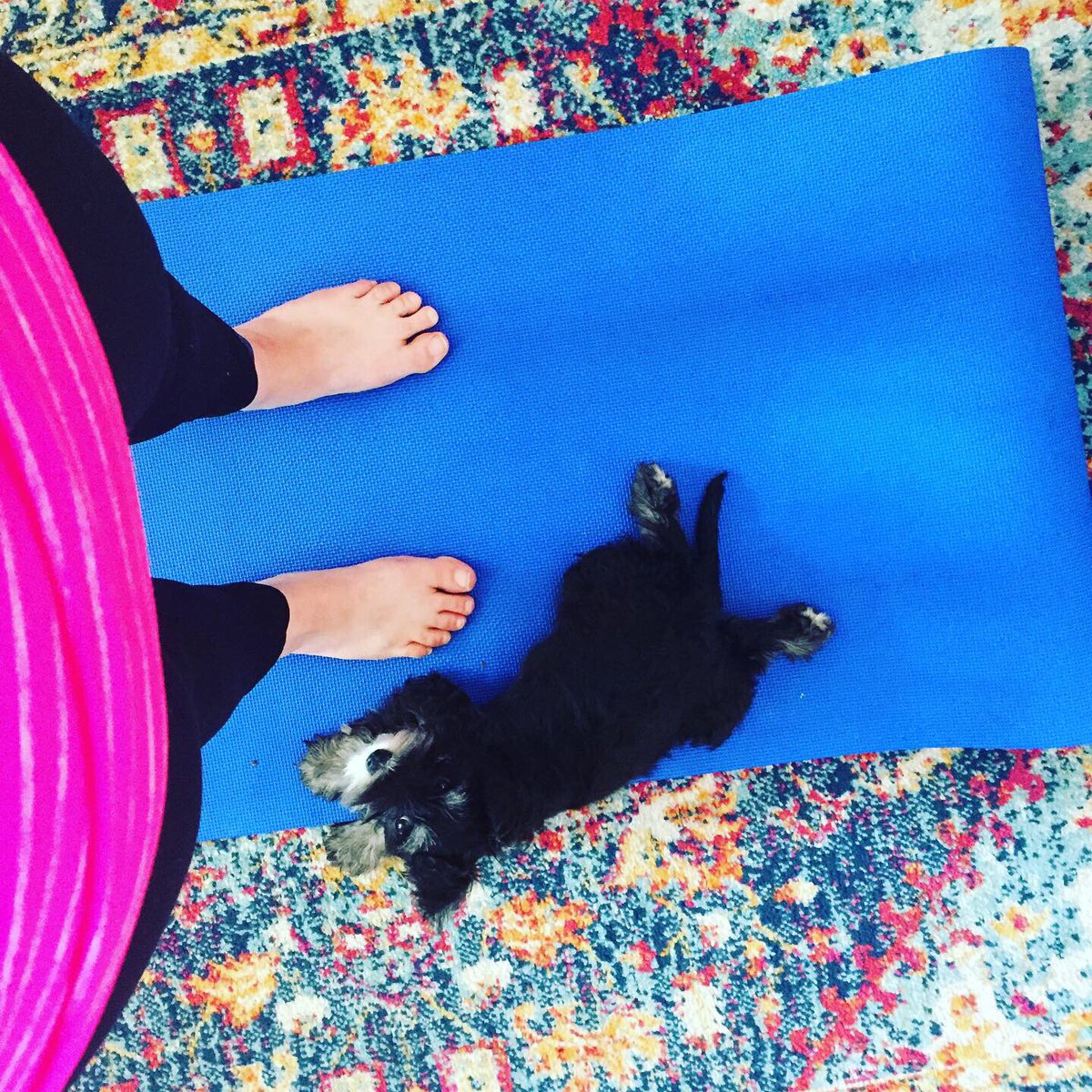 AdventuresofTi4's tweet photo. The humans say it is a little too hot for puppy walks today, so mummy has been teaching me #yoga instead! But she says I may need to practice being a bit more #calm first! 🐶🐾🐾
 #dog #puppy #summer #warm #woofwoof #woof #puppyyoga #yogawithadriene #schnauzers #fun #playfulpuppy https://t.co/f6BKmCmrVE