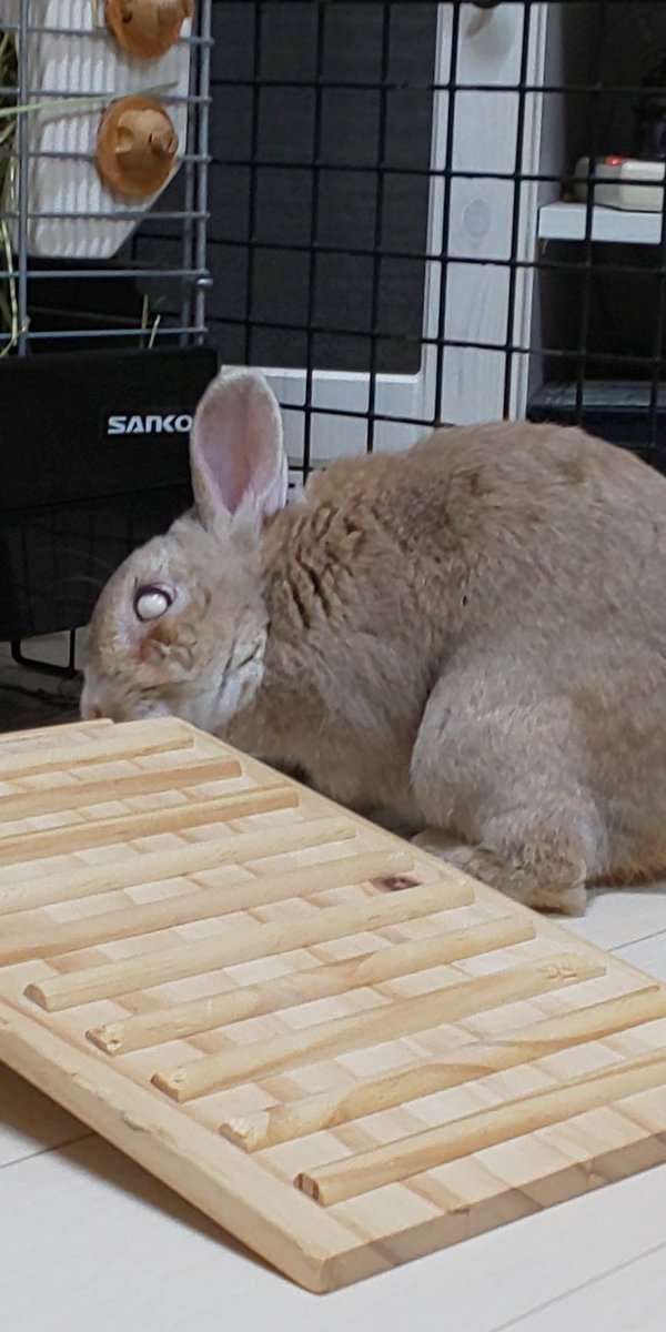 50 うさぎ 食べない 最高の動物画像