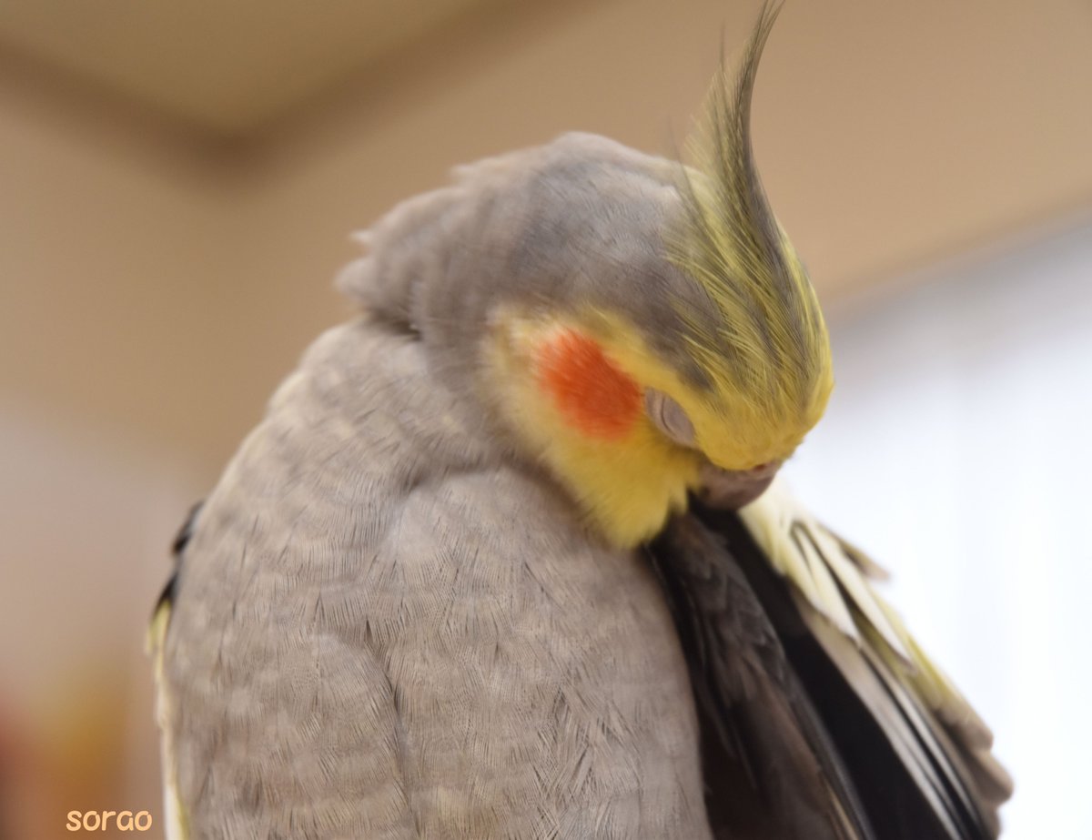 ট ইট র オカメインコのそらおくん かわいい 世界最強動物