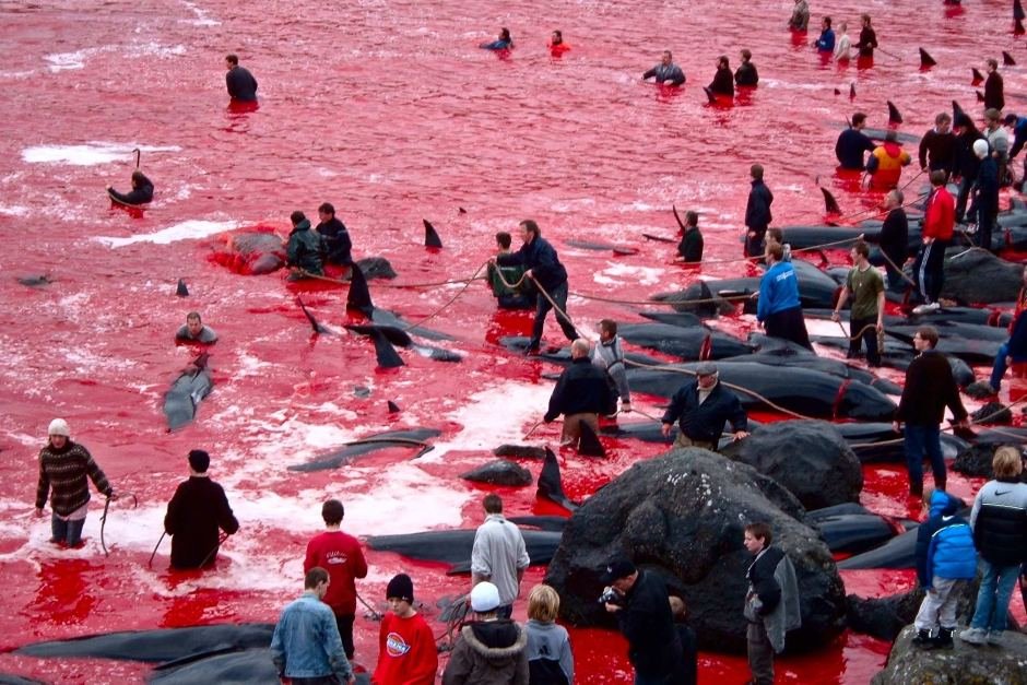 ActionforEarth's tweet image. Please continue to support and/or circulate this important action against the ongoing slaughter of Dolphins and Whales at Taiji and the Faroe Islands. TY. change.org/p/stop-the-hun… via @Seasaver
