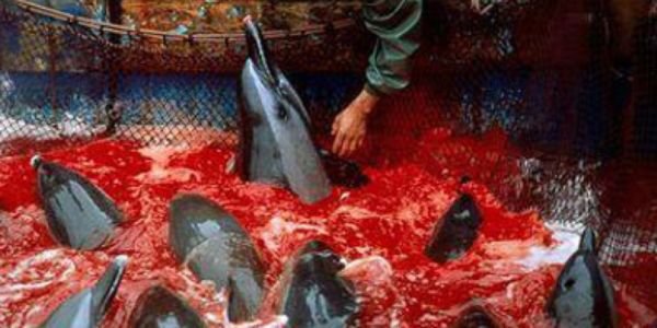 ActionforEarth's tweet image. Please continue to support and/or circulate this important action against the ongoing slaughter of Dolphins and Whales at Taiji and the Faroe Islands. TY. change.org/p/stop-the-hun… via @Seasaver