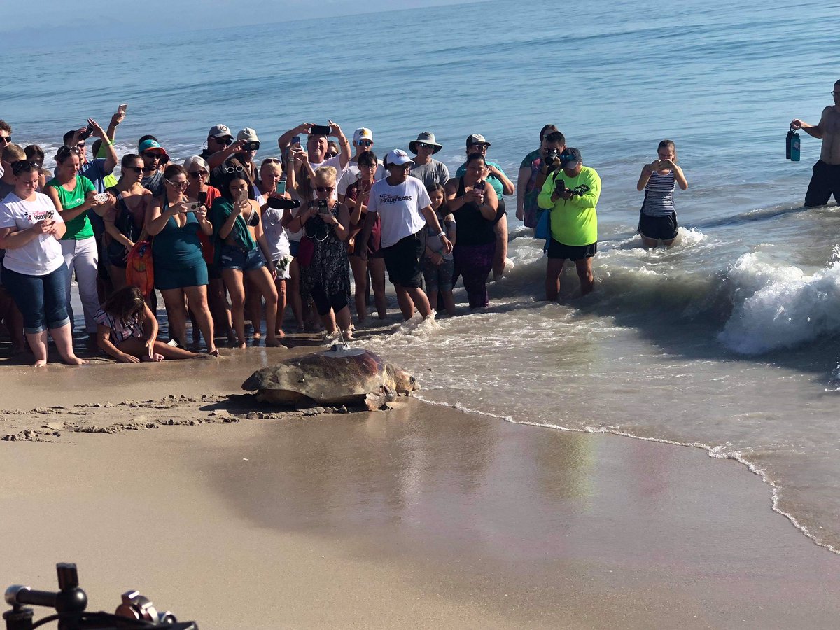 MultiMave's tweet photo. Ariel and Ursula we released into the ocean this morning! #TourDeTurtles #DisneyAnimals @DisneyAnimals https://t.co/85Gp0tFKA5