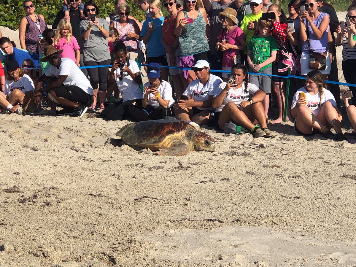 MultiMave's tweet photo. Ariel and Ursula we released into the ocean this morning! #TourDeTurtles #DisneyAnimals @DisneyAnimals https://t.co/85Gp0tFKA5