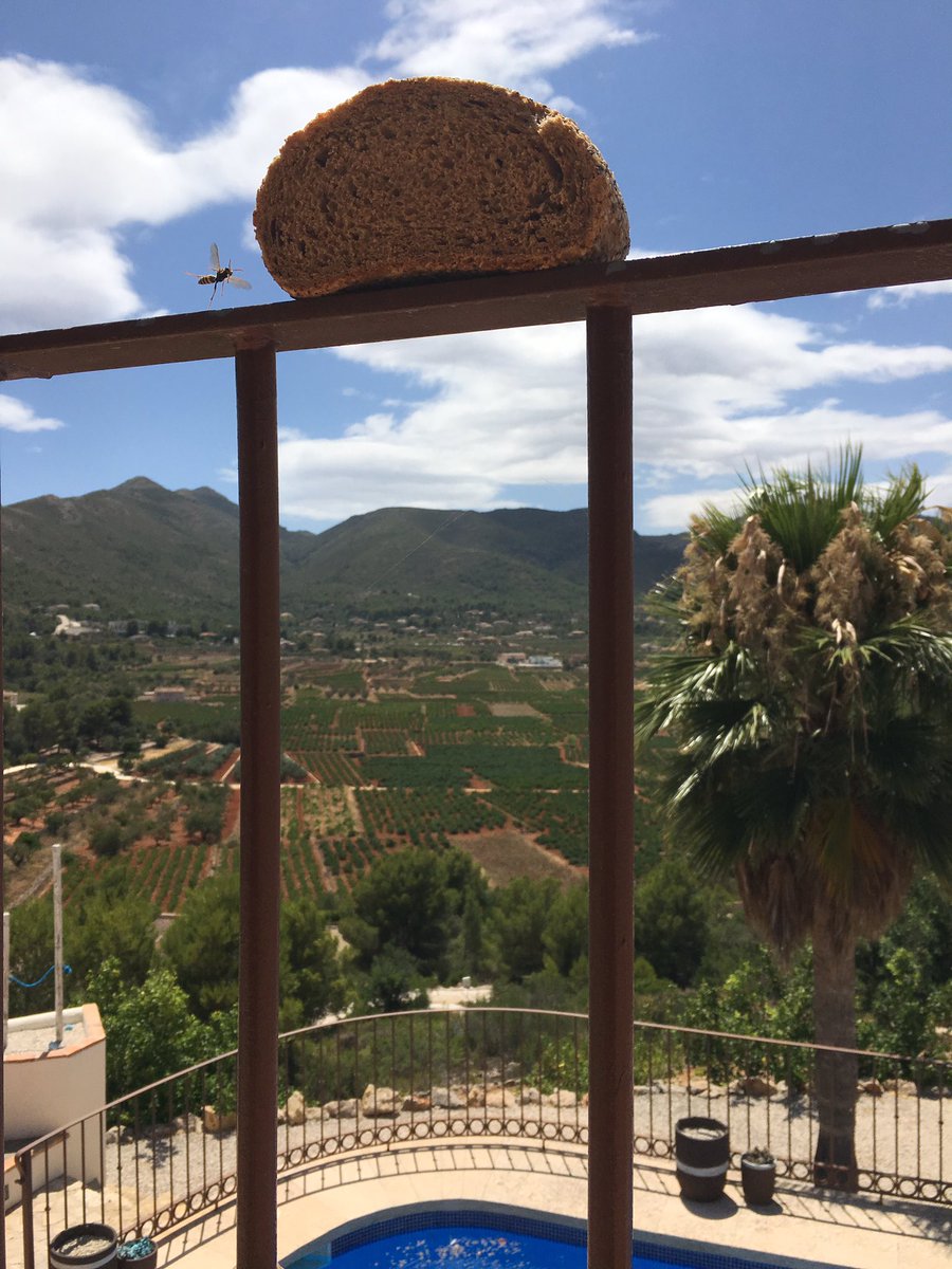 avinawinetools's tweet photo. Defrosting bread Spanish style until the wasps turned up, do they have a useful purpose? #uselesscreatures https://t.co/PodVrI2I0l