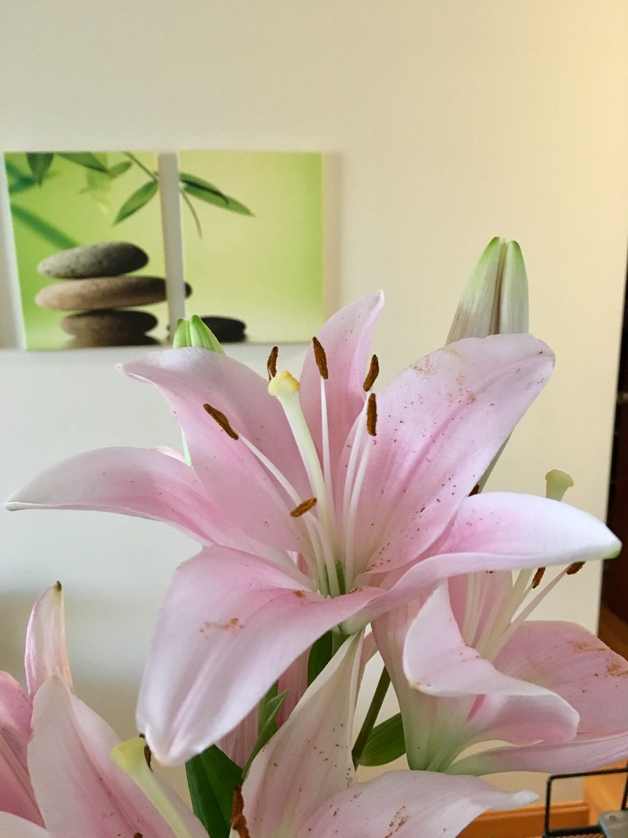I got these beautiful lilies as a gift this week.  I love waking up to flesh flowers. 💖