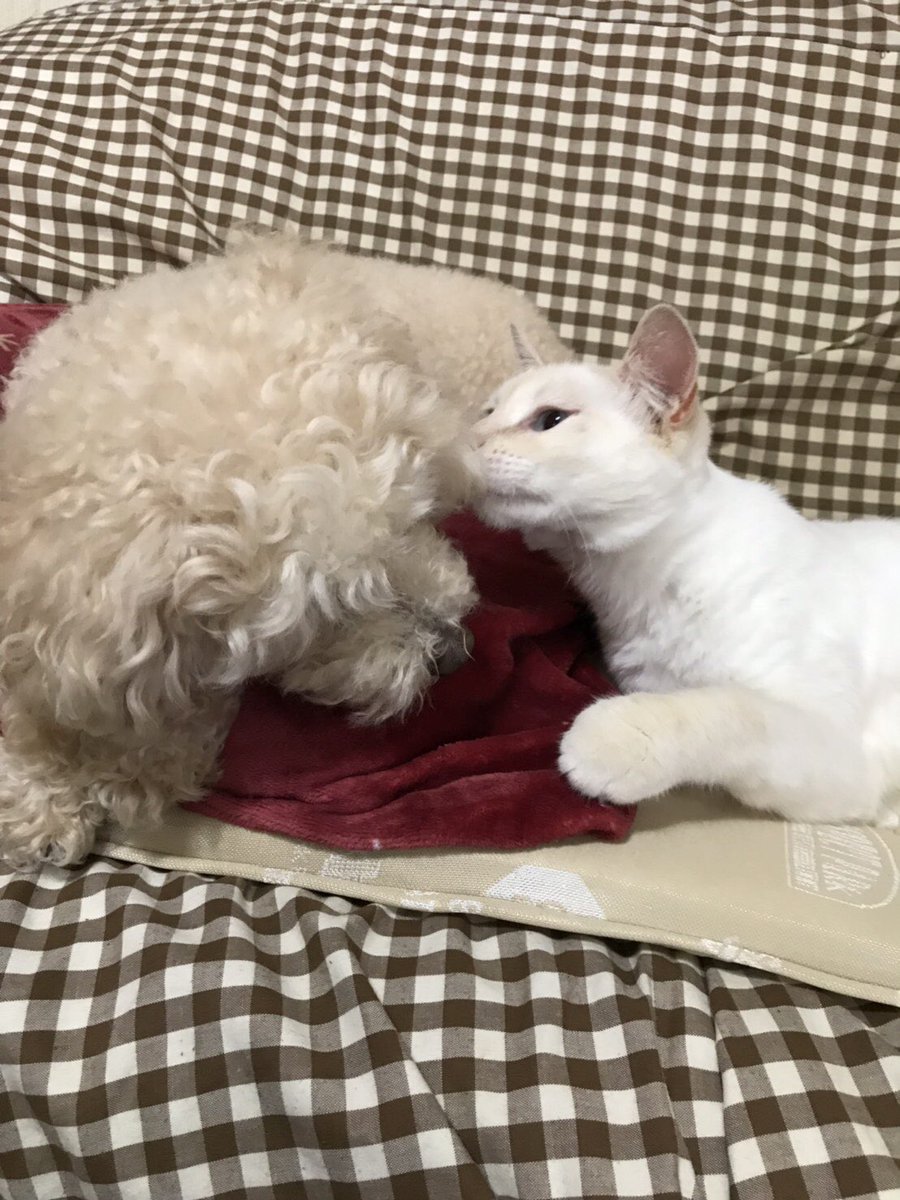 Tqkmq's tweet photo. うちの犬と猫 https://t.co/Wb4ldC1rap