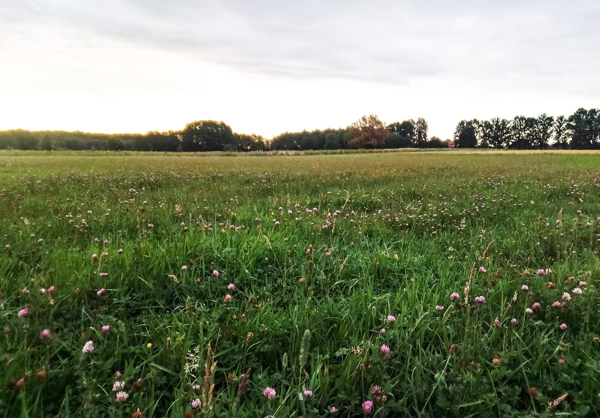 sardroid's tweet image. #myphone #pocketpro