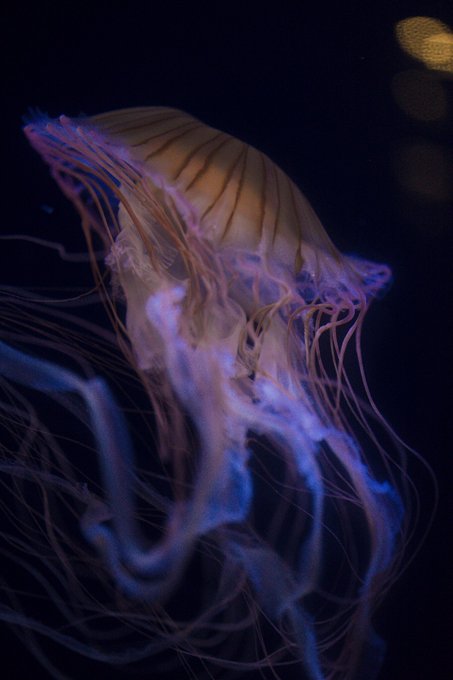 クラゲ 高画質 のtwitterイラスト検索結果 クラゲ 高画質 のtwitterイラスト検索結果