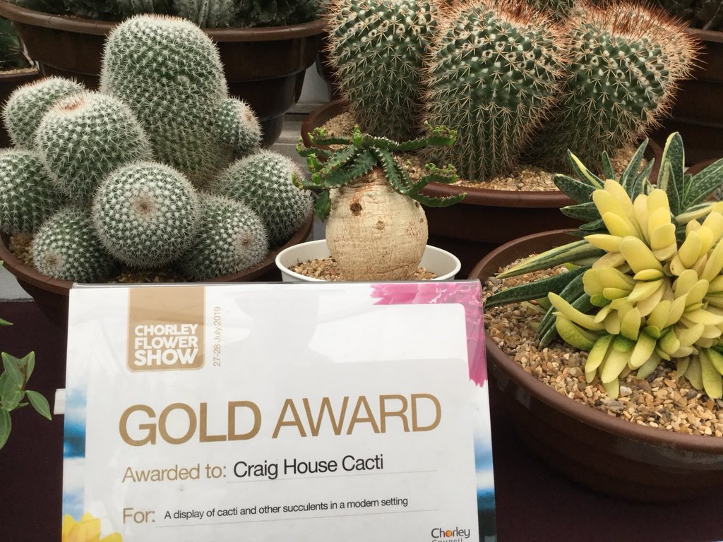 #teampopsy have done it yet again Gold award @ChorleyCouncil #flowershowchorley #cactuscouple #100masters