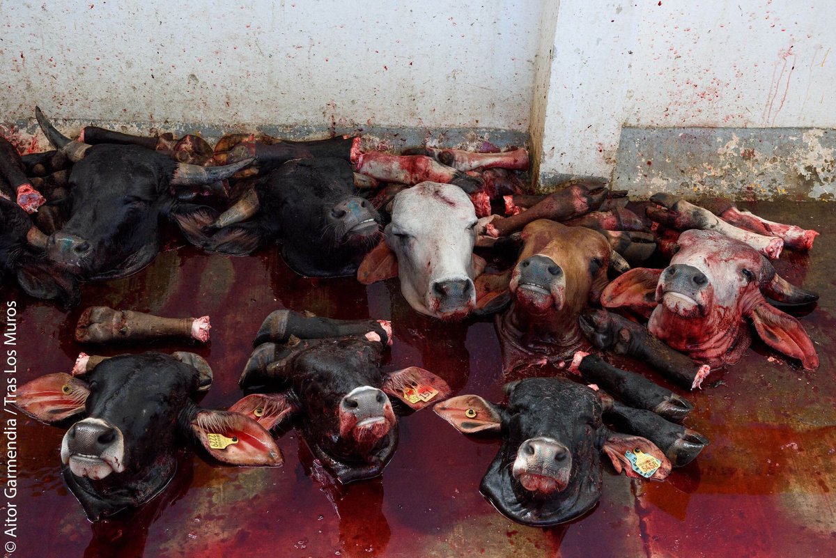 peta's tweet image. Your food had a face.

Go vegan.