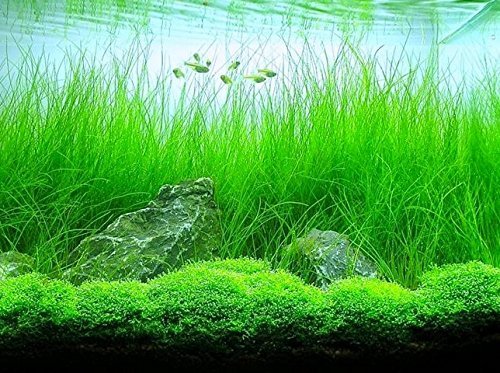 Hairgrass Hashtag On Twitter
