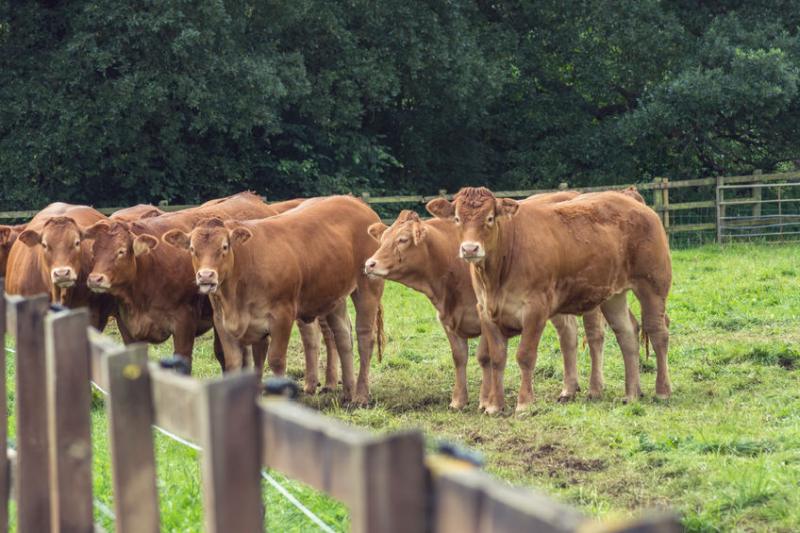 Consultation aiming to determine the best way of measuring and comparing antibiotic use in UK beef herds
-measuring antibiotic use can guide discussions are responsible use 
-farmer &amp; vet opinions wanted to guide the decisions
#BritishAgri via <a href="/FarmingUK/">FarmingUK</a>

 ow.ly/nvId30pdV0E