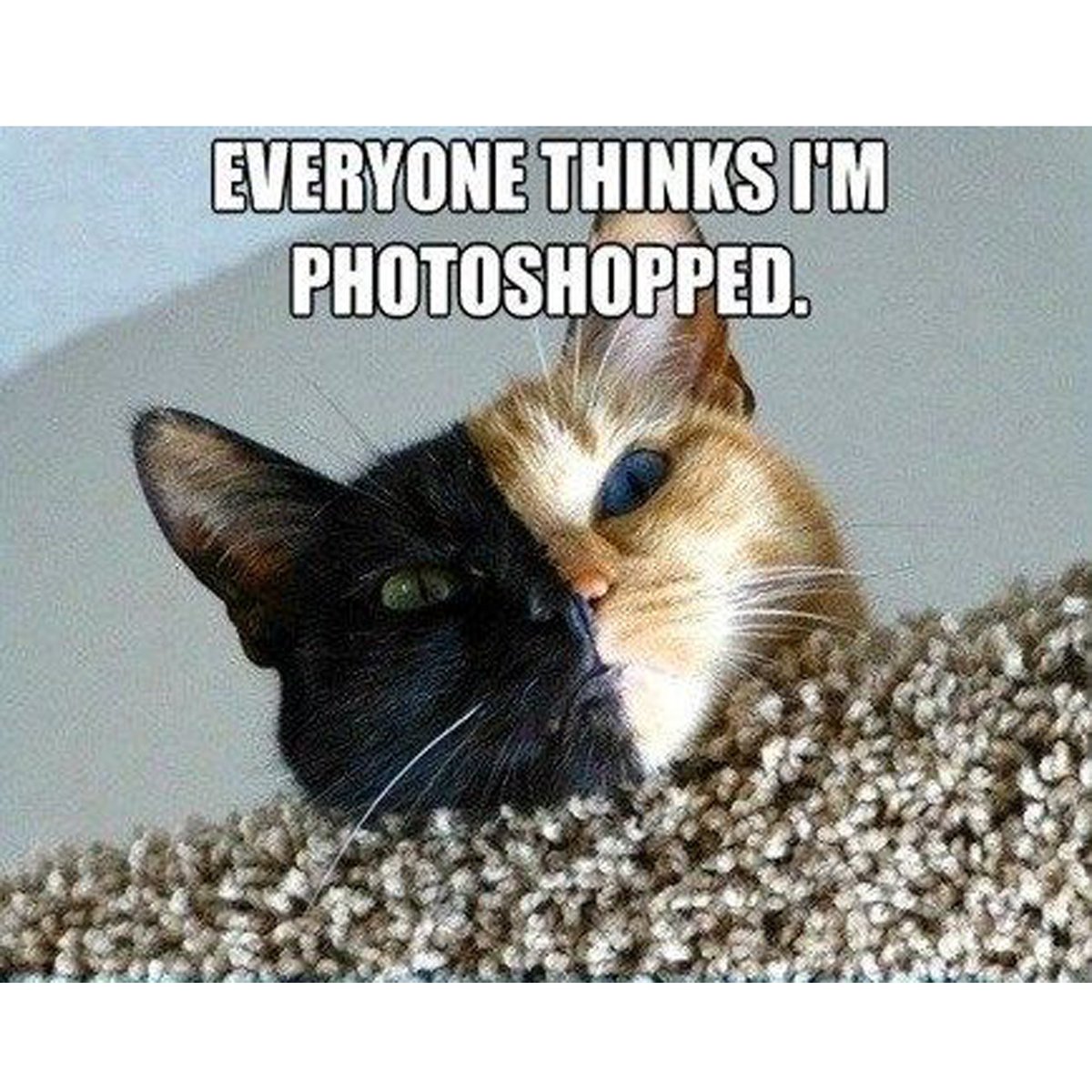 BreNuttbrock's tweet photo. Funny Cat Memes for the Day!. lol...
😼😀😃😄

https://t.co/EjdOZTDMOR

#happycatmeme #funnycat #cats #cat #funnycats #catmemes #catmeme #happycat #happycats #funnycatmemes #happiness #joy #genuinehappines #fortmohave #arizona #bullheadcity #spraytansalon #hairsalon #nailservice https://t.co/A5WNp4rhP7