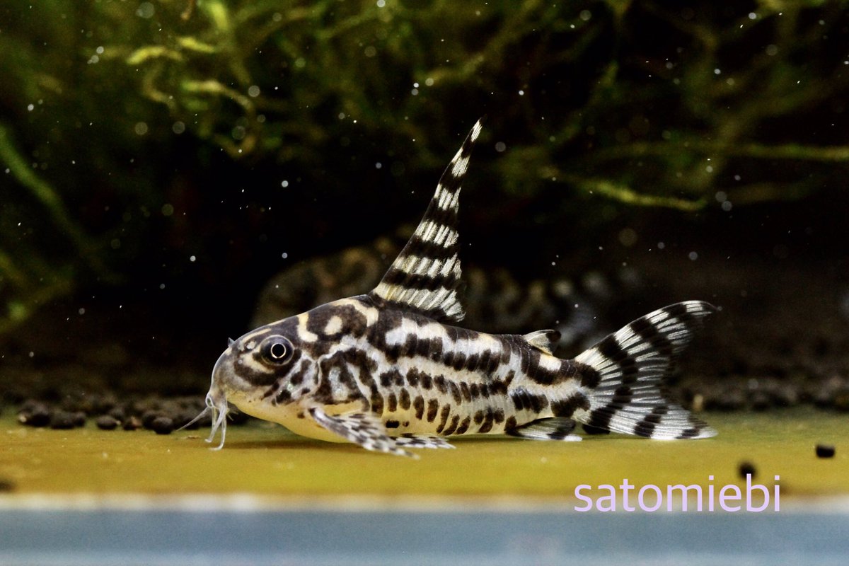 さと美えび Satomiebi ゼブリーナ 背びれが縮んできたのでしばらく繁殖行動はお休みかな コリドラス コルレア ゼブリーナ シュリンプ プレコ さと美えび T Co 4decgx4d97 Twitter さと美えび Satomiebi ゼブリーナ 背びれが縮んできたのでしばらく繁殖行動はお休みかな コリドラス コルレア ゼブリーナ シュリンプ プレコ さと美えび T Co 4decgx4d97 Twitter