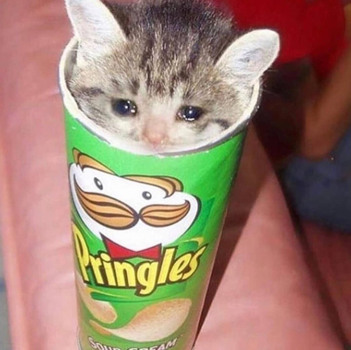 Hazwani on X: a thread of crying cat memes  / X