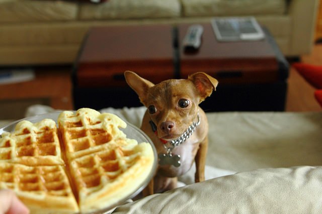 Is Your Dog A Picky Eater? Try These 6 Tips &amp; Tricks! iheartdogs.com/is-your-dog-a-…