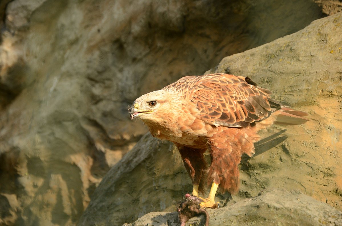 新鮮な動物 握力 ランキング 動物ゾーン