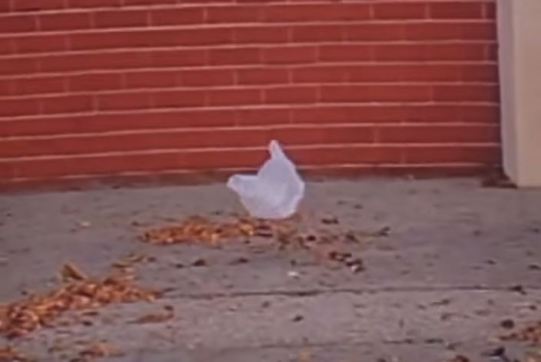arocanrola's tweet photo. Qué diferente hubiera sido American Beauty en nuestros días. https://t.co/BIR9huOl0O