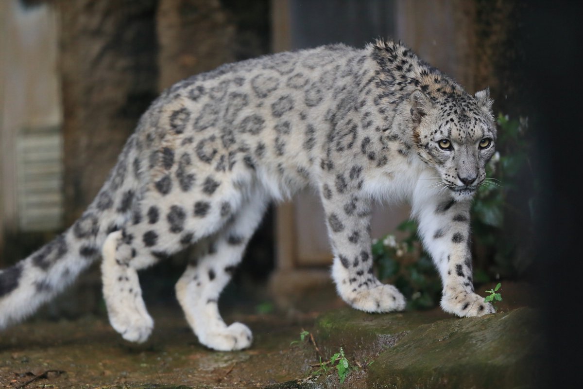 啓介之助 忌み嫌われた通り名 בטוויטר 世界最強動物ランキングで14位だったユキヒョウの美しさと格好良さを御覧ください 世界最強動物 ランキング ユキヒョウ