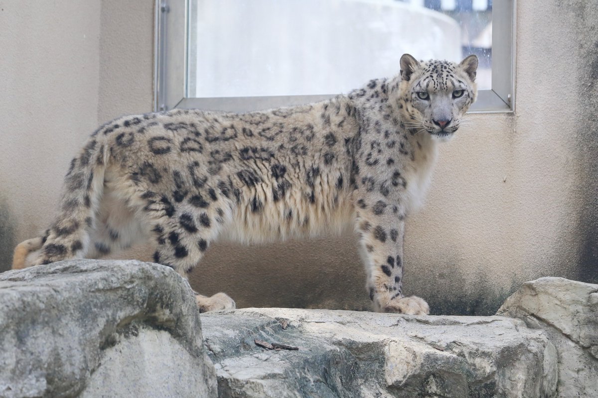 啓介之助 忌み嫌われた通り名 בטוויטר 世界最強動物ランキングで14位だったユキヒョウの美しさと格好良さを御覧ください 世界最強動物 ランキング ユキヒョウ